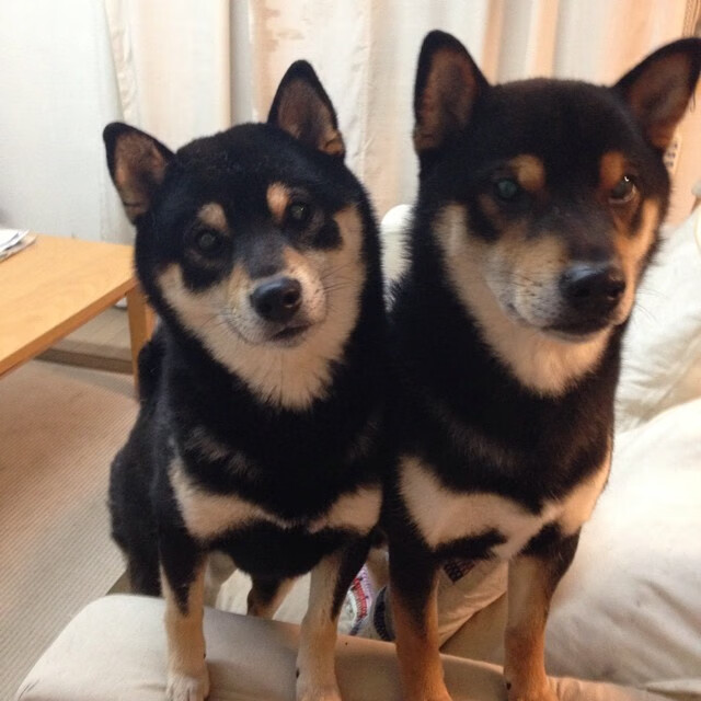 新王驾到！黄蜂爆冷掀翻篮网，拉梅洛·鲍尔化身关键先生主宰洛城之夜