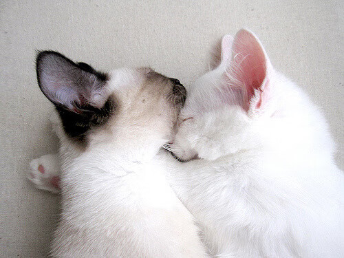 开云体育APP下载-国家德比之夜，当老狐狸露出獠牙，一个狡猾的进球如何撕碎银河战舰